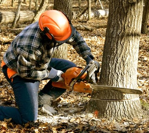 Tree Removal in Woody, CA